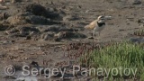 Video of Little Ringed Plover - Little Ringed Plover in the mud lake in spring